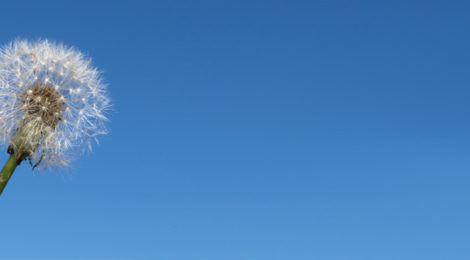 Close-up of a single dandelion against a cloudless, blue sky. FreeImages.com/John Nyberg